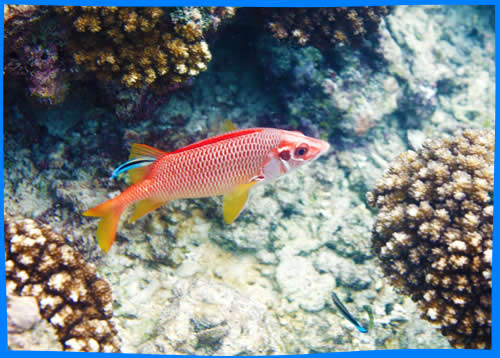 коралловый риф напротив Кемпинский сейшелы, Снорклинг в Маэ, Сейшельские Острова Снорклинг, самые лучшие места, снорк-сайты