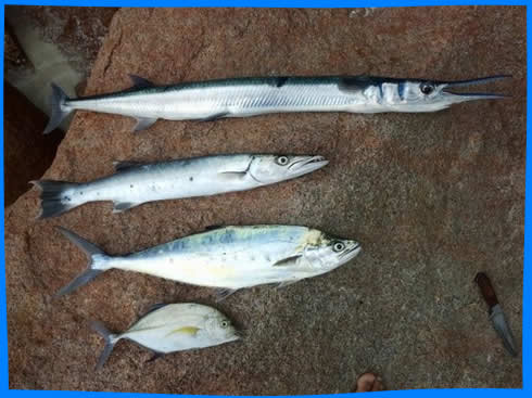 рыбацкие трофеи Спиннинг, Рыбалка в Сейшельских Островах