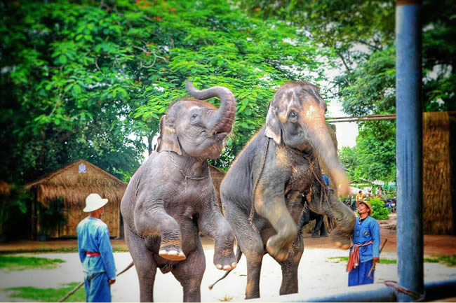Деревня Слонов Паттайя (Pattaya Elephant Village)