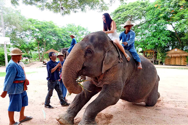 Деревня Слонов Паттайя (Pattaya Elephant Village)