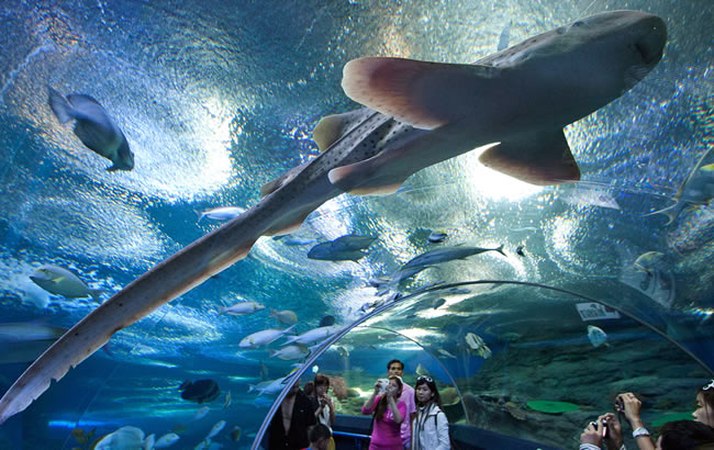 тоннель с акулами Океанариум Underwater World Pattaya