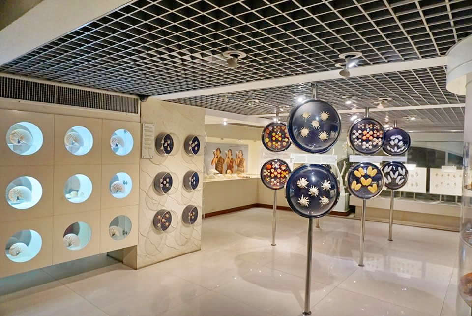 Bangkok Seashell Museum