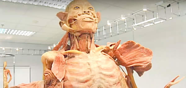 The Human Body Museum
