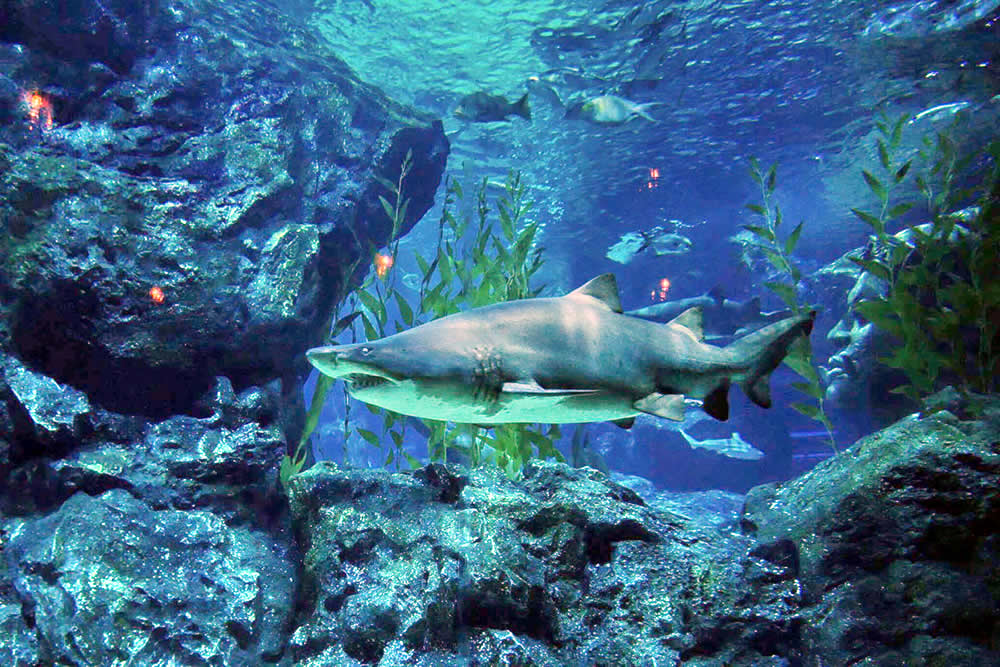 SEA LIFE Bangkok Ocean World
