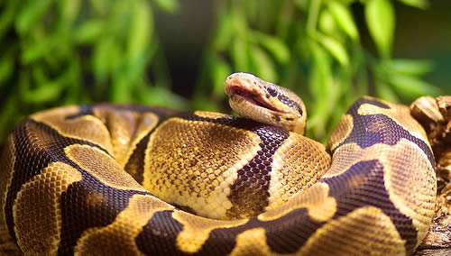 Bangkok Snake Farm - Змеиная Ферма в Бангкоке в Институте Красного Креста Бангкока