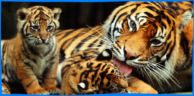 Тигровый Зоопарк Паттайи